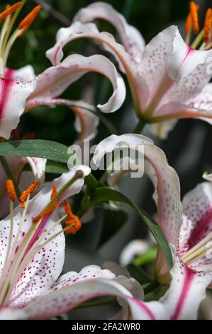 Détails des nénuphars hybrides orientaux (Division VII) - présentant le joli curl des pétales de fleur Banque D'Images