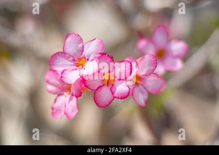 Fleurs roses magiques sur l'arbre de printemps Banque D'Images