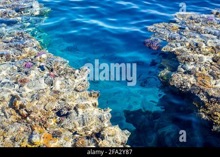 Récif de corail dans l'eau bleue de la mer Rouge Banque D'Images