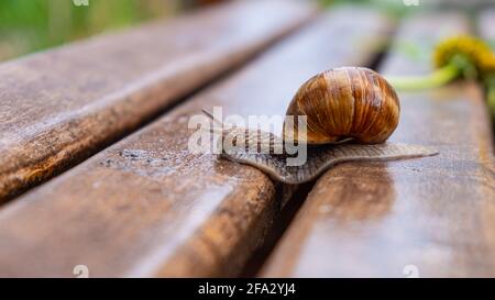 escargot rampant sur un banc mouillé de près Banque D'Images