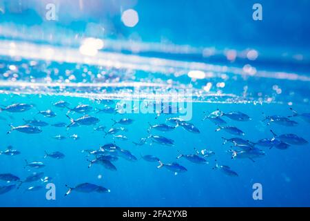 École de natation et d'alimentation Caesio suevica poisson Banque D'Images