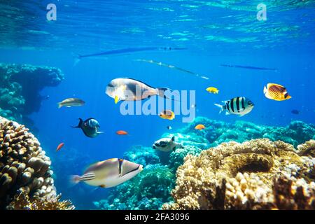 Différents poissons tropicaux sur un récif de corail dans le rouge Mer Banque D'Images