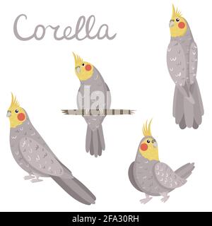 Perroquet de Corella aux couleurs gris et jaune. Collection Cockatel de style dessin animé à la main. Illustration colorée à vecteur plat avec l'oiseau Nymphicus hollandicus. Illustration de Vecteur