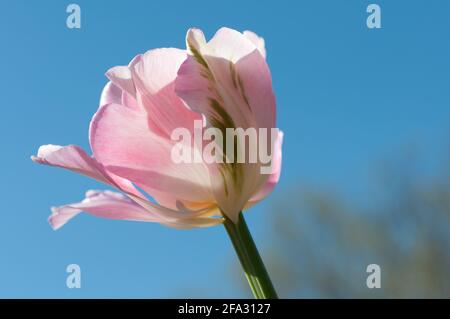 double tulipe de pivoine tardive 'angélique' - fleur isolée contre un ciel bleu Banque D'Images