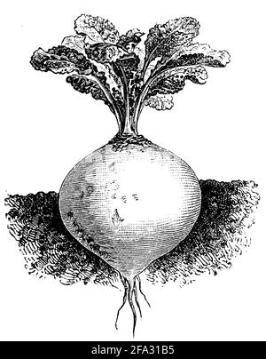 brassica rapa subsp. Rapa / Steckrübe (livre de jardin, 1915) Banque D'Images