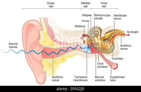 Illustration montrant le chemin d'une onde sonore vers le cerveau, étiquetée Banque D'Images