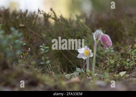 Fleur de printemps en fleurs, Pulsatilla vernalis dans l'environnement naturel Banque D'Images