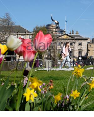 Édimbourg, Écosse, Royaume-Uni. 22 avril 2021. Des tulipes et des jonquilles printanières fleurissent au soleil de la fin de l'après-midi dans le jardin de la place St Andrew. Vue sur l'hôtel W au réaménagement du quartier St James, réouverture prévue en juin. Crédit : Craig Brown/Alay Live News Banque D'Images