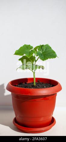 Une jeune plantule de concombre dans un pot sur fond blanc. Semis cultivés sur la fenêtre. Le concept d'aliments biologiques. Plats végétariens. Banque D'Images