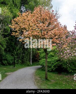 Acer pseudoplatanus Brilliantissimum, un petit sycomore au printemps, dont le feuillage est rose saumon. Banque D'Images