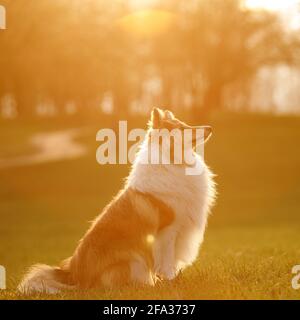 Chien de berger Shetland - Sheltie - sur fond de parc au coucher du soleil Banque D'Images