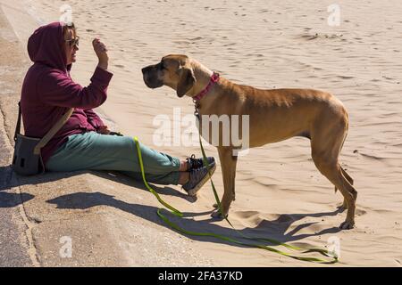 Super chien Dane debout sur la plage regardant le propriétaire attendant un régal à Bournemouth, Dorset UK le jour ensoleillé d'avril Banque D'Images