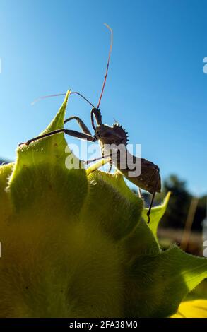 Un gros plan d'un insecte de roue effrayant à l'aspect laid comme il se tient audacieux sur le dessus d'un tournesol sur un joli ciel bleu toile de fond. Effet bokeh et Banque D'Images