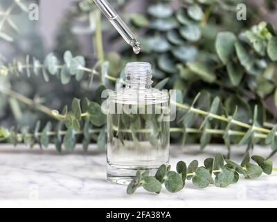 Bouteille en verre d'essence ou de sérum avec des feuilles d'eucalyptus naturelles sur une table en marbre Banque D'Images