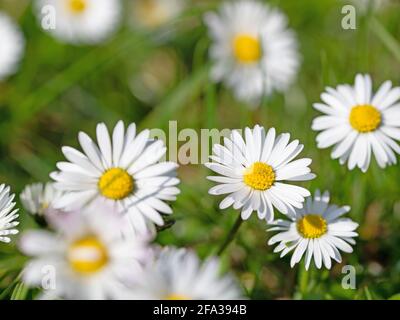 Marguerites, Bellis perennis, en gros plan Banque D'Images