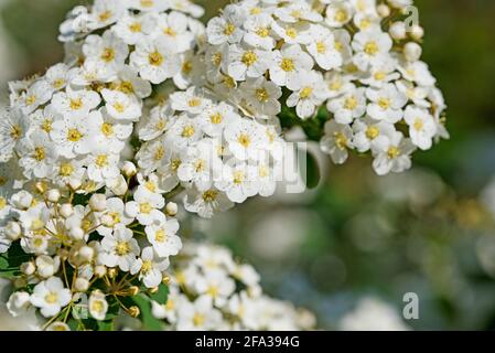 Arbuste Spier en fleur, spiraea, au printemps Banque D'Images