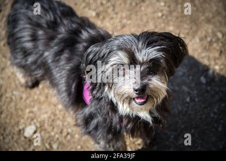Chien Bichon Havanais gris noir à la recherche Banque D'Images