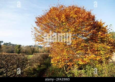 Un arbre avec feuillage d'automne sur le Red Kite Trail dans la forêt à la périphérie de Gateshead dans le nord-est de l'Angleterre. La route circulaire à pied court Banque D'Images