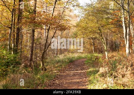 Un sentier boisé le jour de l'automne le long du sentier Red Kite Trail dans le nord-est de l'Angleterre. La promenade circulaire traverse la vallée de Derwent. Banque D'Images