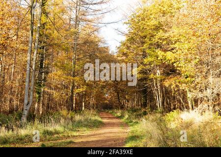 Un sentier boisé le jour de l'automne le long du sentier Red Kite Trail dans le nord-est de l'Angleterre. La promenade circulaire traverse la vallée de Derwent. Banque D'Images
