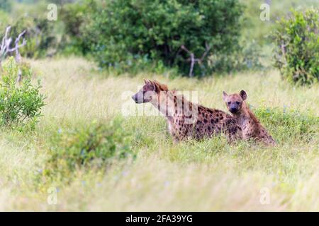 Deux hyènes tachetées dans le parc national de Tsavo East, Kenya, Afrique Banque D'Images