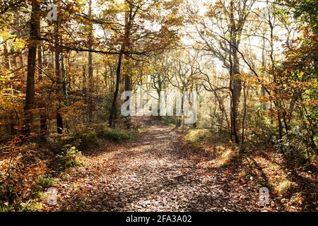 La lumière du soleil tombe sur un sentier boisé le jour de l'automne le long du Red Kite Trail, à la périphérie de Gateshead, dans le nord-est de l'Angleterre. La promenade circulaire Banque D'Images