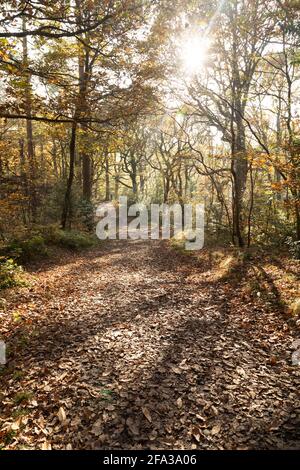 La lumière du soleil tombe sur un sentier boisé le jour de l'automne le long du Red Kite Trail, à la périphérie de Gateshead, dans le nord-est de l'Angleterre. La promenade circulaire Banque D'Images