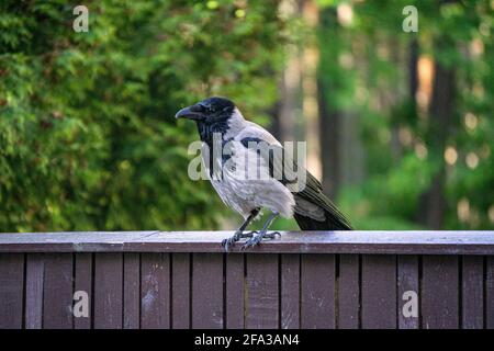 Un grand corbeau est installé sur une clôture en bois dans un parc de la ville Banque D'Images