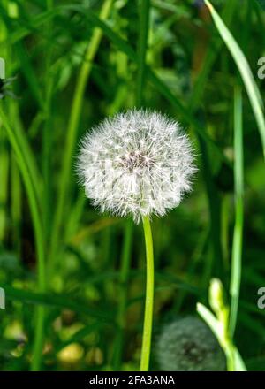 Un pissenlit décoloré avec des graines blanches au milieu de l'herbe verte Banque D'Images