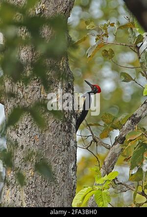 Pic à ventre blanc (Dryocopus javensis feddeni) adulte mâle accroché à la proie de tronc d'arbre Veng, Cambodge Janvier Banque D'Images