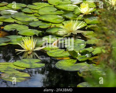 Nénuphars du cap jaune, Nymphaea nouchali, croissant sauvage dans un étang de la forêt de Tsitsikamma dans le parc national de Garden route d'Afrique du Sud. Banque D'Images