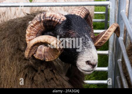 Moutons à face noire sur le marché, Écosse Banque D'Images