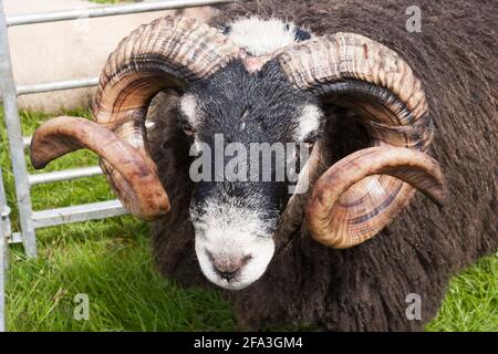 Moutons à face noire sur le marché, Écosse Banque D'Images