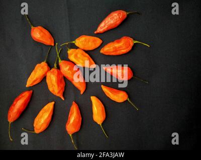 bhut jolokia ghost pepper sort d'une tasse sur fond noir.ghost pepper ( bhut jolokia ) bordure sur fond noir tissu texture. Banque D'Images