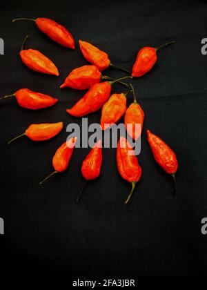 bhut jolokia ghost pepper sort d'une tasse sur fond noir.ghost pepper ( bhut jolokia ) bordure sur fond noir tissu texture. Banque D'Images