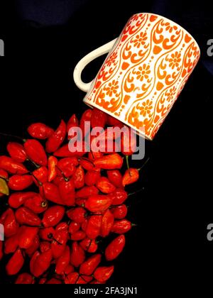 bhut jolokia ghost pepper sort d'une tasse sur fond noir.ghost pepper ( bhut jolokia ) bordure sur fond noir tissu texture. Banque D'Images