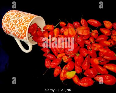 bhut jolokia ghost pepper sort d'une tasse sur fond noir.ghost pepper ( bhut jolokia ) bordure sur fond noir tissu texture. Banque D'Images