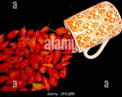 bhut jolokia ghost pepper sort d'une tasse sur fond noir.ghost pepper ( bhut jolokia ) bordure sur fond noir tissu texture. Banque D'Images
