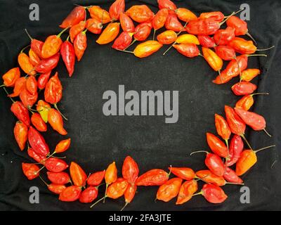 bhut jolokia ghost pepper sort d'une tasse sur fond noir.ghost pepper ( bhut jolokia ) bordure sur fond noir tissu texture. Banque D'Images
