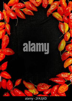 bhut jolokia ghost pepper sort d'une tasse sur fond noir.ghost pepper ( bhut jolokia ) bordure sur fond noir tissu texture. Banque D'Images