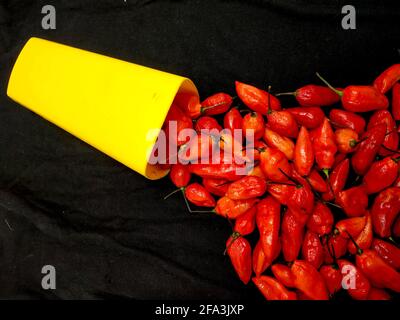 bhut jolokia ghost pepper sort d'une tasse sur fond noir.ghost pepper ( bhut jolokia ) bordure sur fond noir tissu texture. Banque D'Images