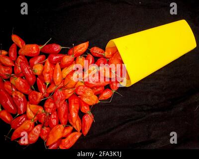 bhut jolokia ghost pepper sort d'une tasse sur fond noir.ghost pepper ( bhut jolokia ) bordure sur fond noir tissu texture. Banque D'Images