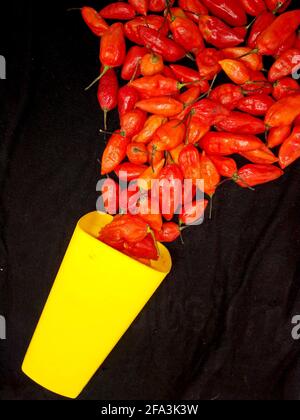 bhut jolokia ghost pepper sort d'une tasse sur fond noir.ghost pepper ( bhut jolokia ) bordure sur fond noir tissu texture. Banque D'Images