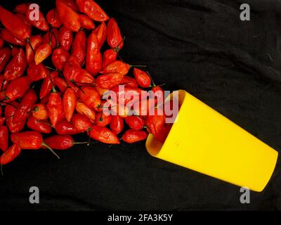 bhut jolokia ghost pepper sort d'une tasse sur fond noir.ghost pepper ( bhut jolokia ) bordure sur fond noir tissu texture. Banque D'Images
