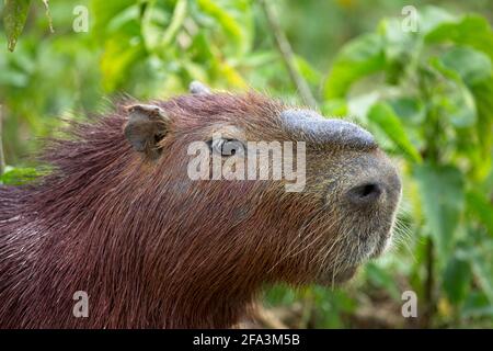 Vue en gros plan de la tête de Capybara (Hydrochoerus hydrochaeris) à Pampas del Yacuma, Bolivie. Banque D'Images