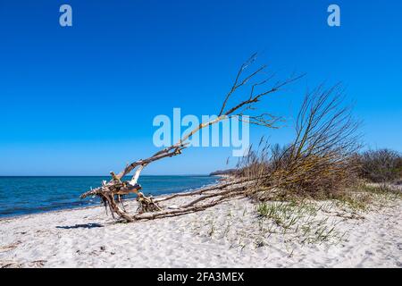 Tronc d'arbre sur la côte de la mer Baltique sur l'île de Poel, Allemagne. Banque D'Images