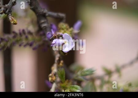 L'abeille vole vers les fleurs violettes sur les arbres en fleurs pour recueillir le pollen. Banque D'Images