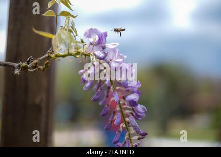 L'abeille vole vers les fleurs violettes sur les arbres en fleurs pour recueillir le pollen. Banque D'Images