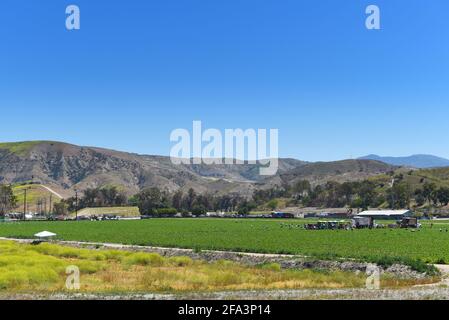 IRVINE, CALIFORNIE - 19 avril 2021: Les mains de champ travaillent la cueillette des produits près de Portola Road avec Saddleback Peak dans la distance. Banque D'Images