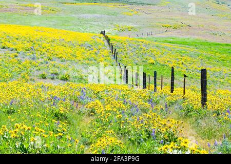 Une colline dans la gorge de Columbia dans le sud de l'État de Washington a une ligne de clôture traversant une colline de ressort balsamroot et lupins Banque D'Images